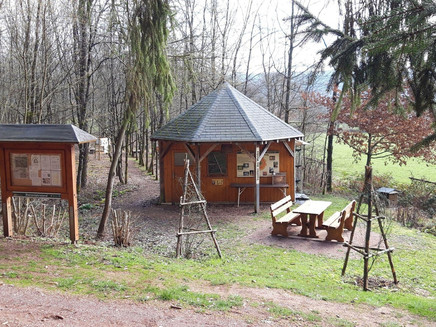 Insekten des Waldes (3)