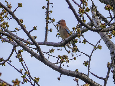 a small companion by the wayside