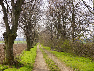 Tree avenue towards L66