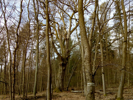 Forester Claus Eiche