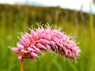 Pflanzen auf der Bergwiese am Dammbachtal