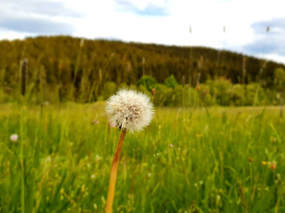 Pusteblume auf der Bergwiese am Dammbachtal