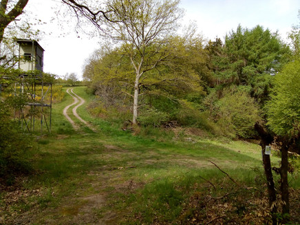 Lichtung am Moseltalschanzen