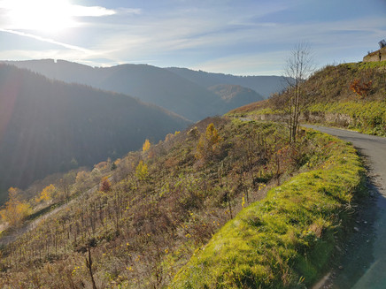 In the heights of Zell (Mosel)