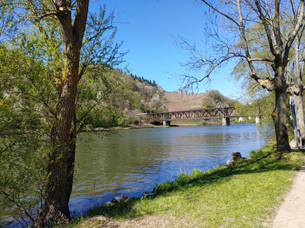 Mosel cycle route towards Bullay