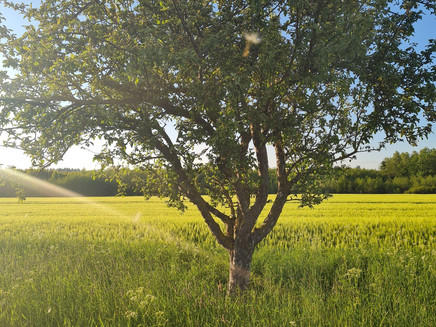 Kirchspiel Wanderweg