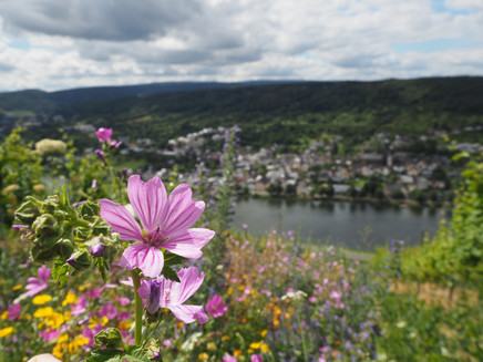 Blumen inmitten des Weinbergs