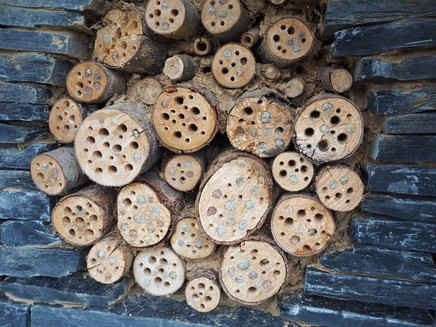 Ein perfekter Lebensraum für viele Insekten