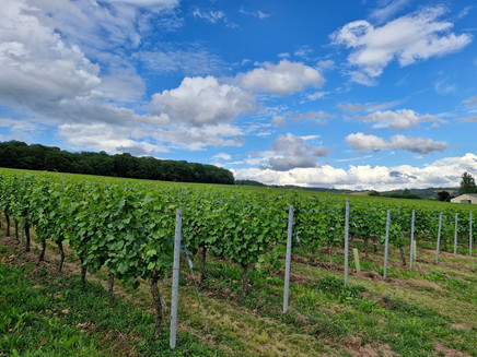 Konzer Höhenrunde: Weinberge vor Falkensteiner Kapelle
