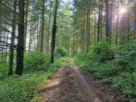 Konzer Höhenrunde: Nadelwald