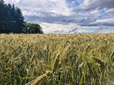 Konzer Hohenrunde: Durch die Kornfelder