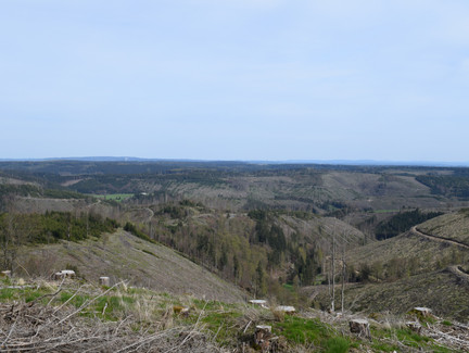 Frankenwaldblick