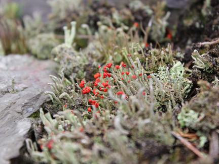 Flechten und Moose überziehen die Halden