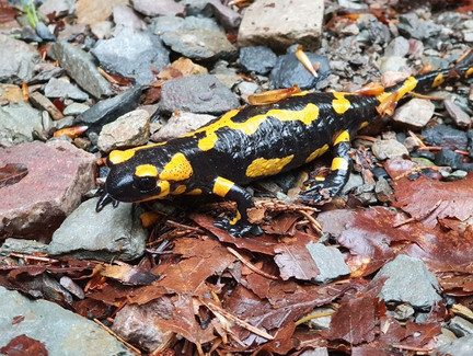 Feuersalamander finden Verstecke in Felsspalten