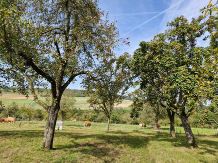 Orchard meadows at the dream route