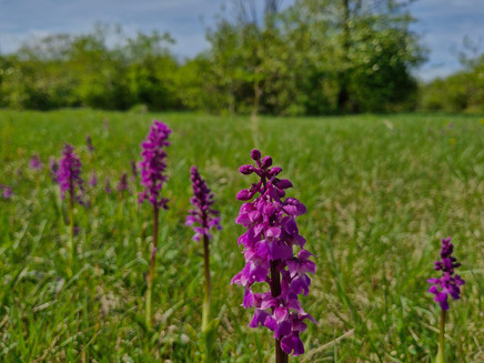 Orchideen in Wasserliesch