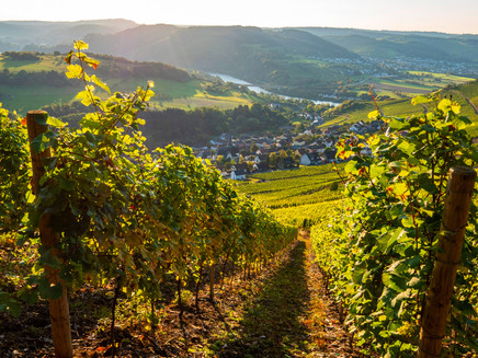 Saar-Riesling-Route with view of Ockfen