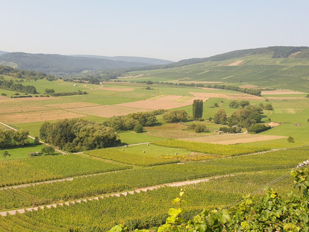 Weinberge bei Lieser