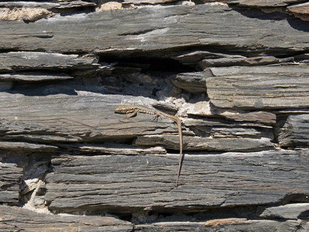Lizards in vineyard wall