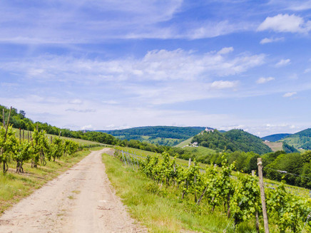 Mosel - hiking - vineyards