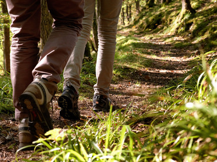 Von der Mosel in den Wald: Maria-Zill Panoramaweg