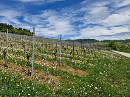 Weinberge bei Oberemmel