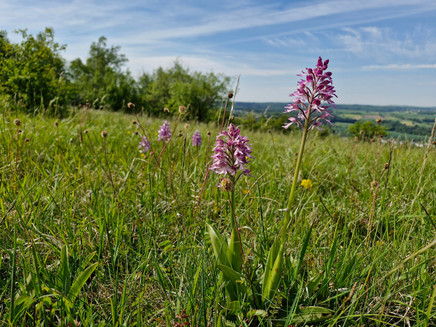 Orchids Eiderberg Freudenberg