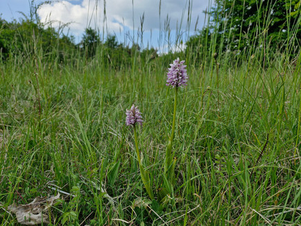 Orchideen in Wasserliesch