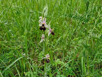 Orchideen in Wasserliesch