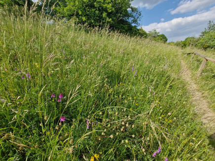 Orchideenpfad Wasserliesch