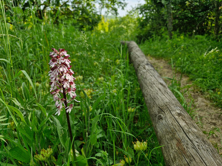 Orchideenpfad Wasserliesch