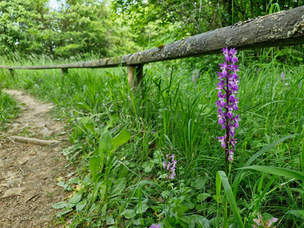 Orchideenpfad Wasserliesch