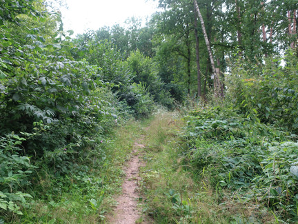 Durch ein Waldstück in Grub am Forst