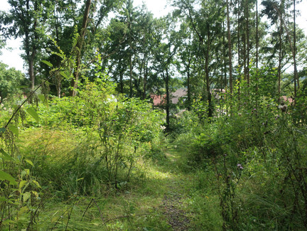 Durch ein Waldstück in Grub am Forst