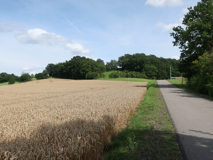 Am Getreidefeld entlang
