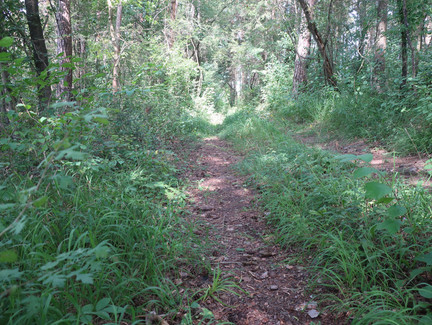 Durch den Wald am Fechheimer Berg