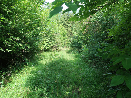 Die Wege sind teilweise etwas zugewachsen