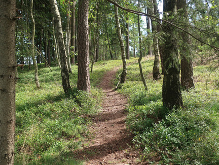 Durch den Wald am Fechheimer Berg