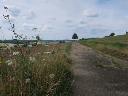 Der Rückweg oberhalb von Fechheim