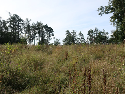 Die Wiese auf dem Plestener Spitzberg