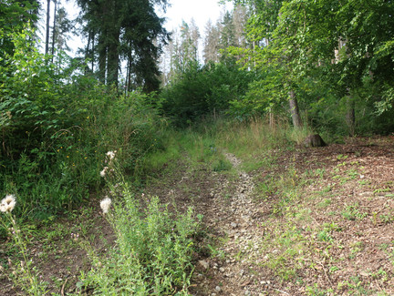 Aufstieg auf den Plestener Spitzberg