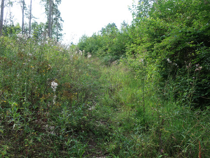 Zugewachsener Aufstieg zum Plestener Spitzberg