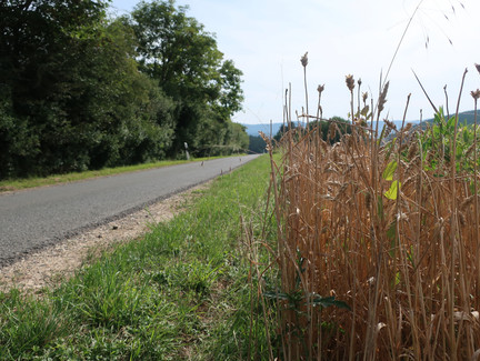 Am Getreidefeld entlang