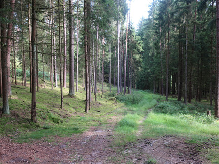 Durch den Wald am Plestener Berg