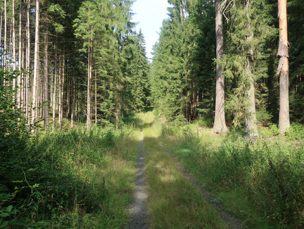 Durch den Wald am Plestener Berg
