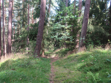 Durch den Wald am Plestener Berg