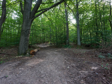Wir folgen dem ausgetretenen Waldweg am Muppberg.