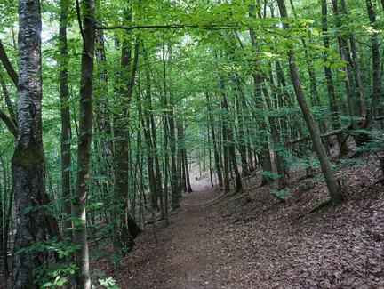 Wir folgen dem ausgetretenen Waldweg am Muppberg.