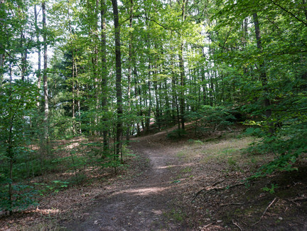 Wir folgen dem ausgetretenen Waldweg am Muppberg.