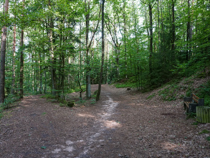 Wir folgen dem ausgetretenen Waldweg am Muppberg.